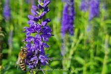 Veronica longifolia 'Dark Maetje'