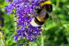 Veronica longifolia 'Dark Maetje'