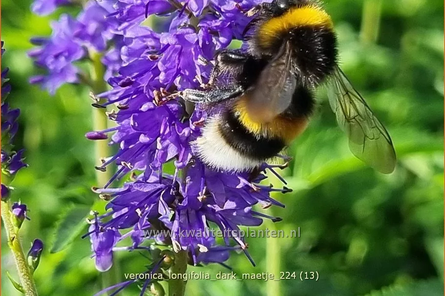 Veronica longifolia 'Dark Maetje'