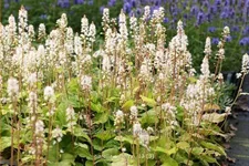 Tiarella wherryi