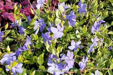 Vinca minor 'Aureovariegata'