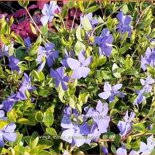 Vinca minor 'Aureovariegata'