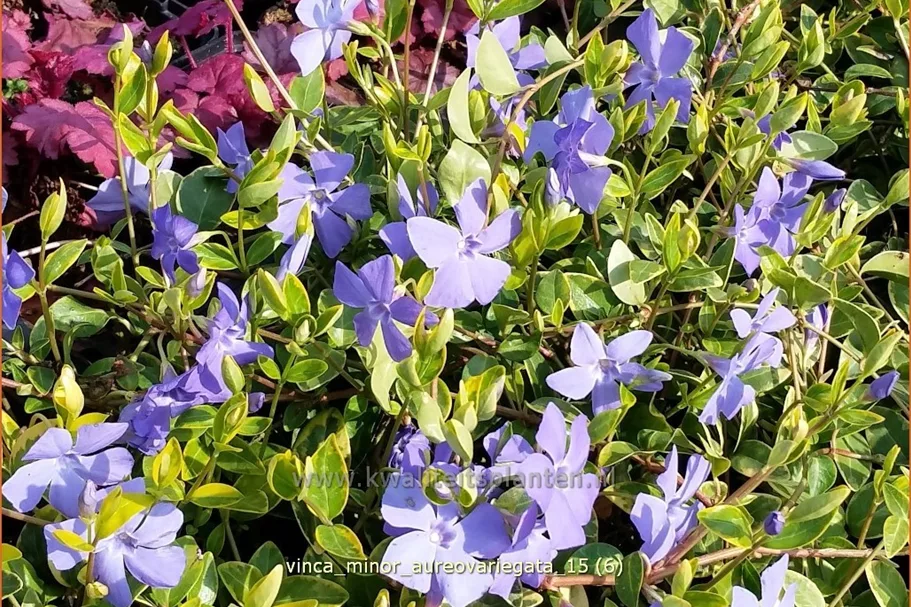 Vinca minor 'Aureovariegata'