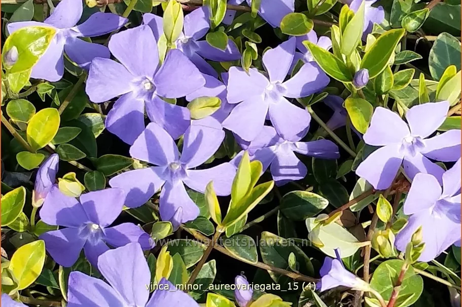 Vinca minor 'Aureovariegata'