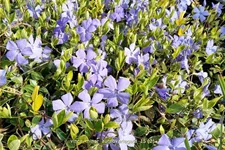Vinca minor 'Aureovariegata'