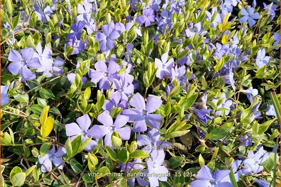 Vinca minor 'Aureovariegata'