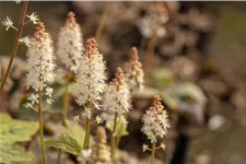 Tiarella wherryi