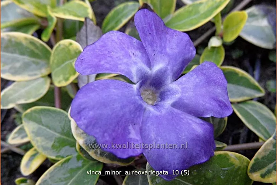 Vinca minor 'Aureovariegata'