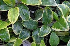 Vinca minor 'Aureovariegata'