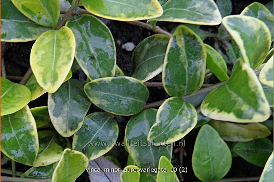 Vinca minor 'Aureovariegata'