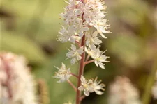Tiarella wherryi