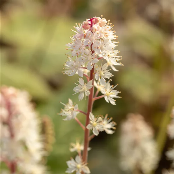 Tiarella wherryi