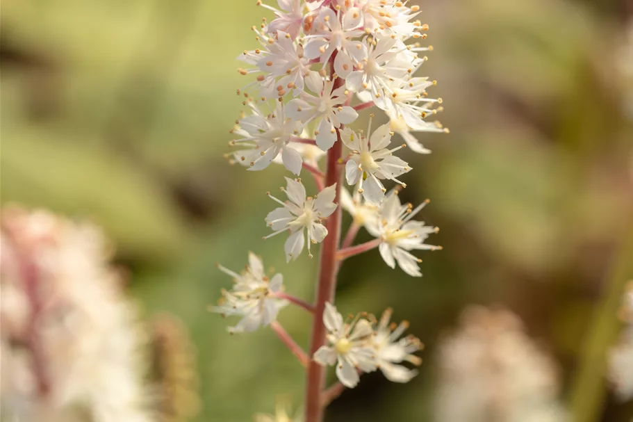 Tiarella wherryi