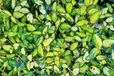 Vinca minor 'Cahill'