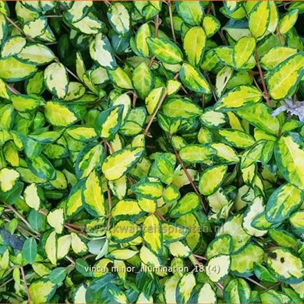 Vinca minor 'Cahill'