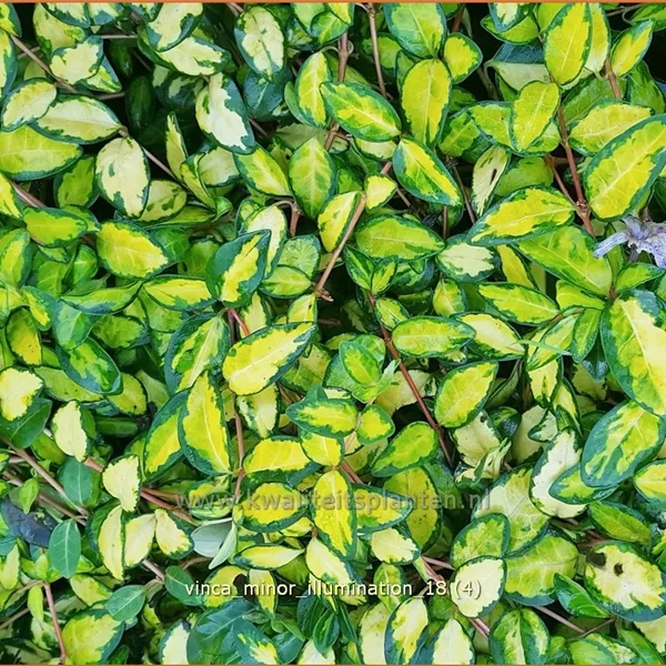 Vinca minor 'Cahill'