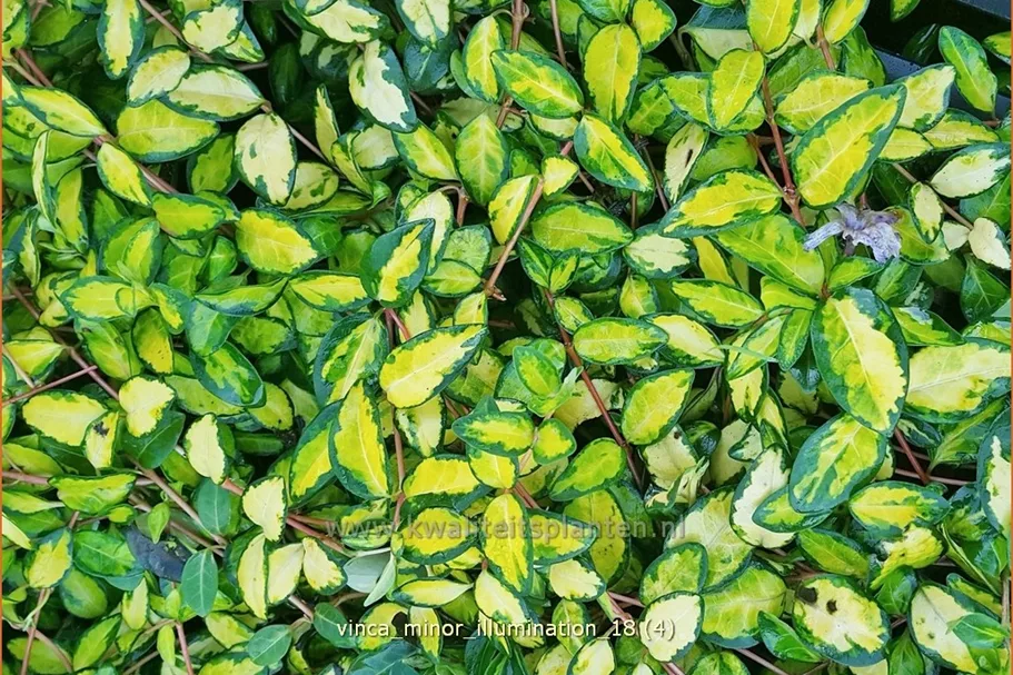 Vinca minor 'Cahill'