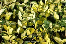 Vinca minor 'Cahill'