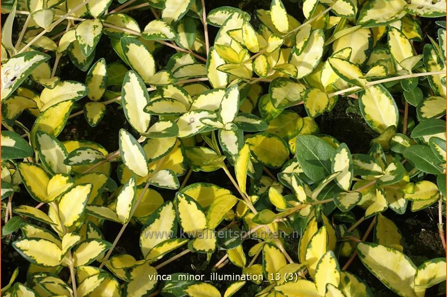 Vinca minor 'Cahill'