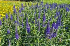 Veronica longifolia 'Marietta'