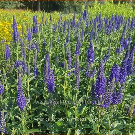 Veronica longifolia 'Marietta'