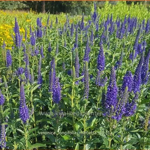 Veronica longifolia 'Marietta'