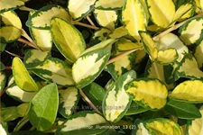 Vinca minor 'Cahill'