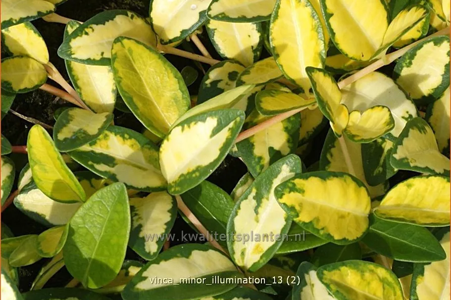 Vinca minor 'Cahill'