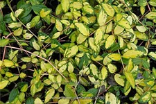 Vinca minor 'Cahill'