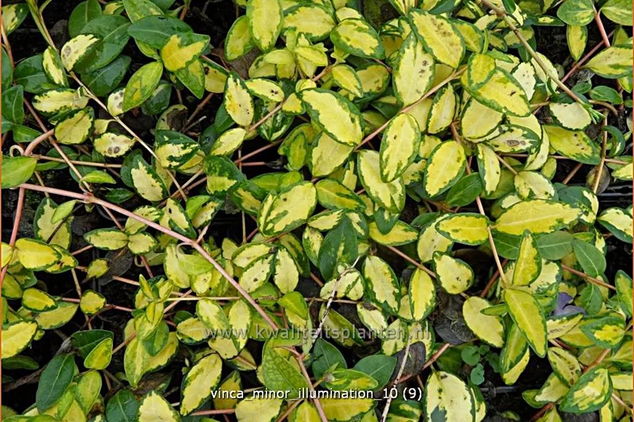 Vinca minor 'Cahill'