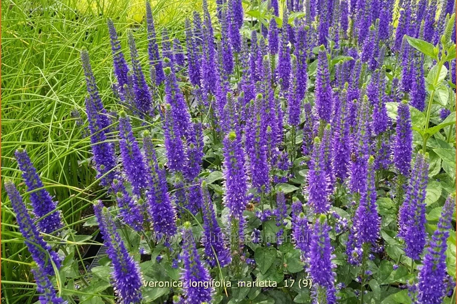 Veronica longifolia 'Marietta'
