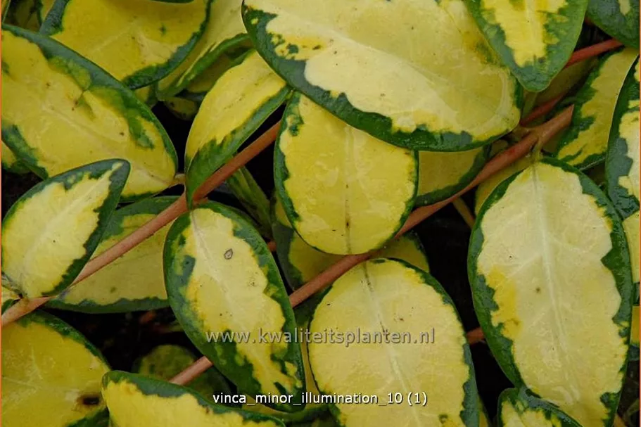 Vinca minor 'Cahill'