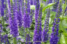 Veronica longifolia 'Marietta'