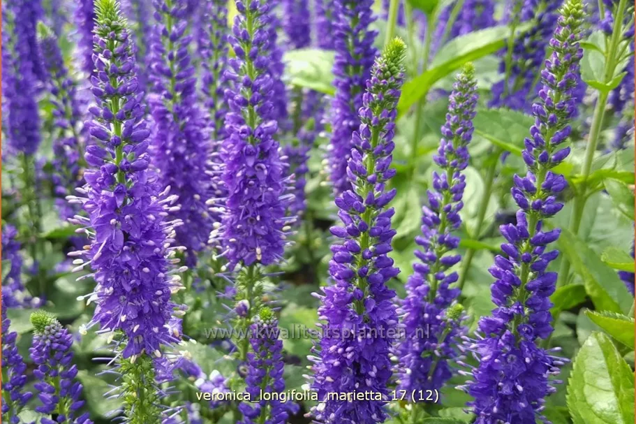 Veronica longifolia 'Marietta'