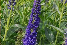 Veronica longifolia 'Marietta'