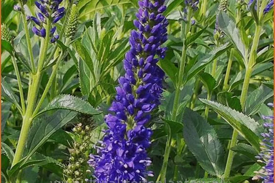 Veronica longifolia 'Marietta'