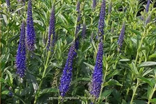 Veronica longifolia 'Marietta'