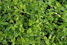 Vinca minor 'Elisa'(s)