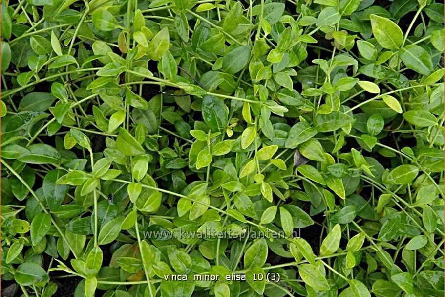 Vinca minor 'Elisa'(s)