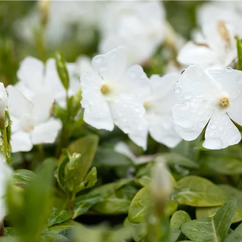 Vinca minor 'Elisa'(s)