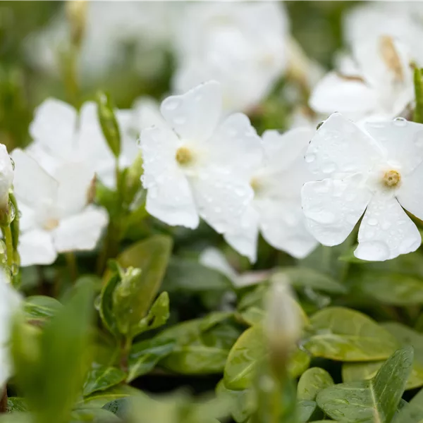 Vinca minor 'Elisa'(s)