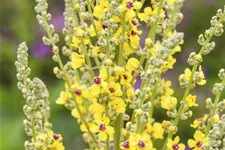 Verbascum nigrum