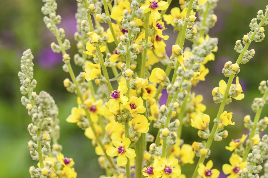 Verbascum nigrum
