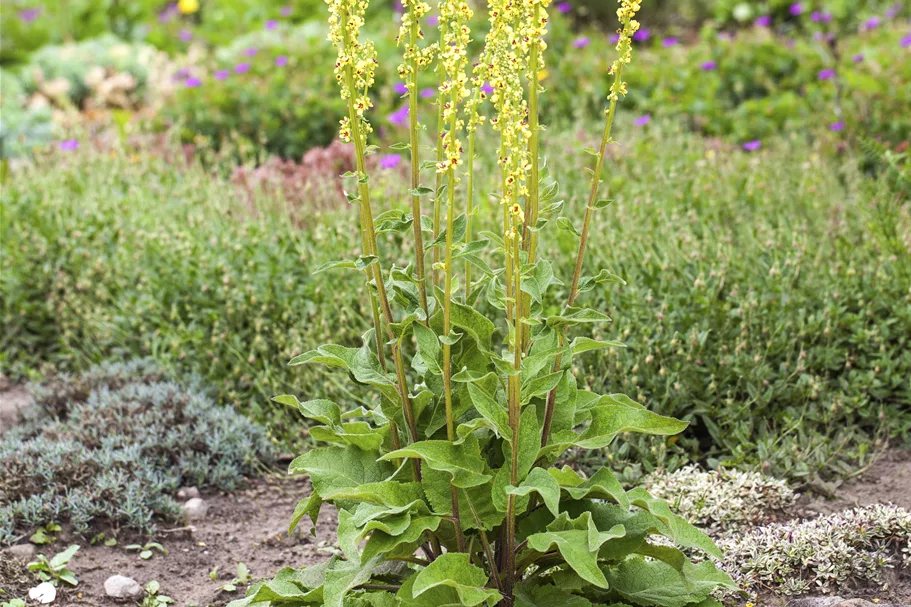 Verbascum nigrum