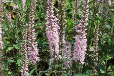 Veronica longifolia 'Pink Damask'