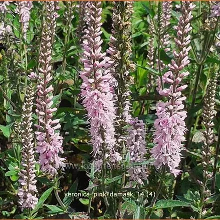 Veronica longifolia 'Pink Damask'