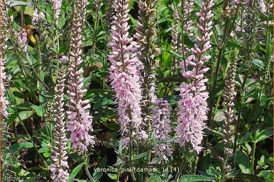 Veronica longifolia 'Pink Damask'