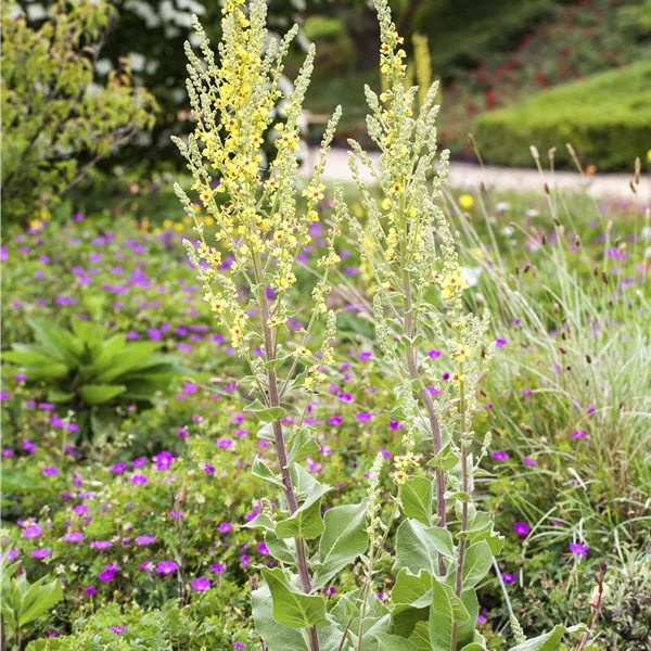 Verbascum olympicum