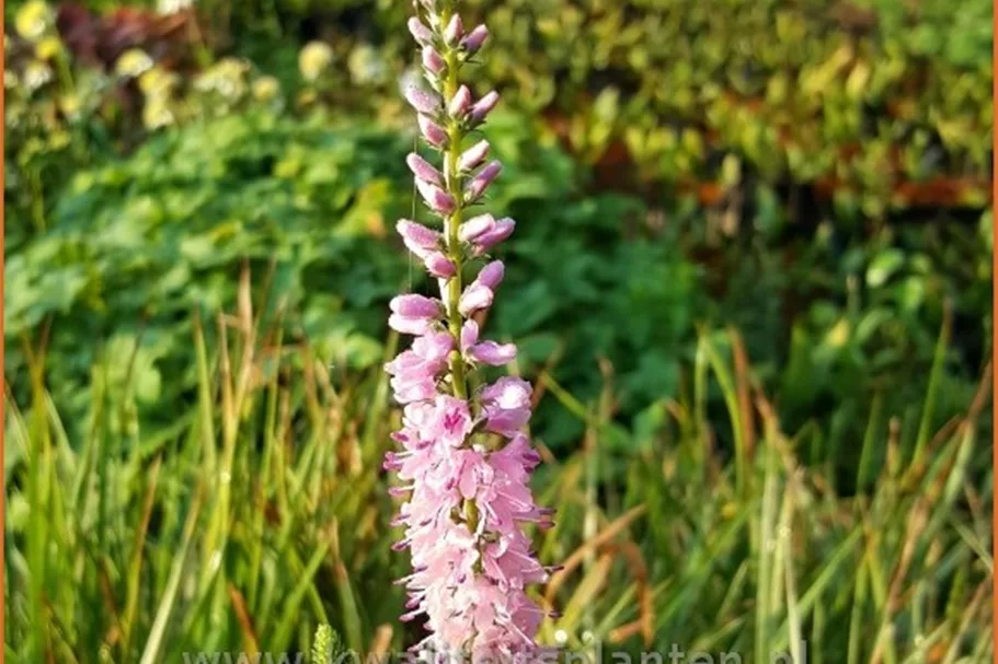 Veronica longifolia 'Pink Damask'