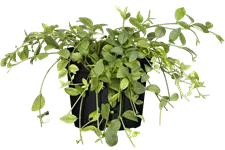 Vinca minor 'Gertrude Jekyll'